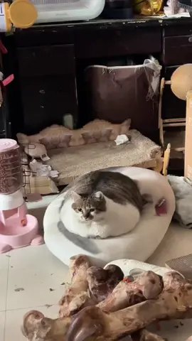 a car is parked at home#fyp #kitty #cuntlifechoseme #cutecat #cats #catsoftiktok #catlover #meow #kucing #cute #PetsOfTikTok #funny 