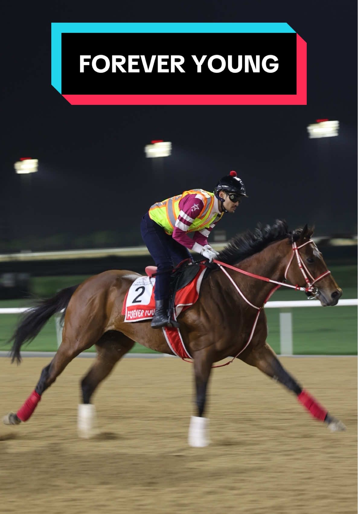 Replying to @doddy.owner Forever Young today morning 😍 #كأس_دبي_العالمي #سباقات_الخيل #fyp #مضمار_ميدان #Dubai #meydanracecourse #DubaiWorldCup #DWC25 #دبي #flatracing 
