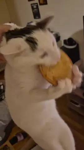 The cat’s too hungry 🤣🤣#funny #cat #fyp #pet #funnyvideos #catsoftiktok 