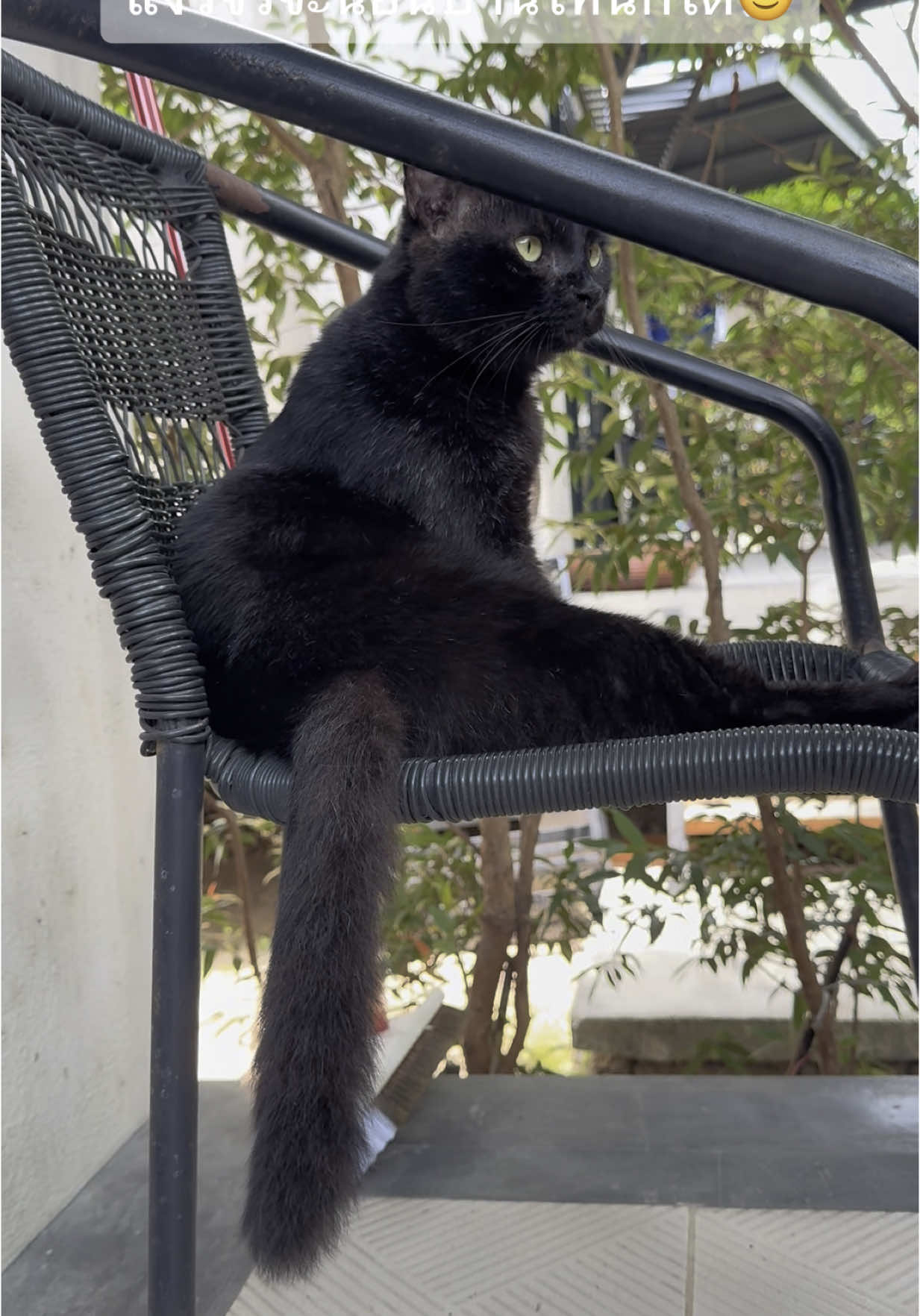 น้อนแงวววว 🐈‍⬛ #แมวดํา #น้องblack #แมวจรก็มีหัวใจ #แมวสมุย #ทาสแมว 