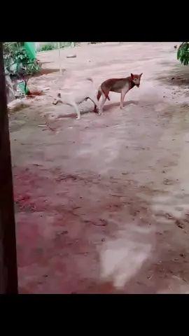Dog 🐶🐶#foryou #foryou #monitize #monitize #wildlife #animal #tranding #fyp #ramzan2025 #bird #wildlifeplanet #pets 
