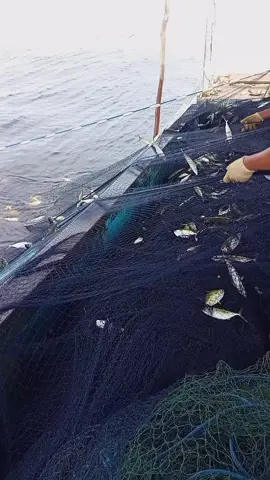 #CapCut #fypp #storypelaut #pelautpunyacerita 