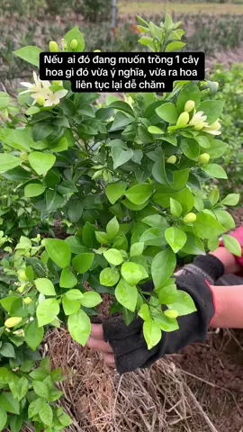 Hoa vừa dễ chăm, vừa ý nghĩa, vừa ra hoa đều Cây Nguyệt quế được cho là sẽ mang lại thành công, danh tiếng trong sự nghiệp của gia chủ. Ngoài ra, may mắn và tài lộc cũng là thứ mà nguyệt quế có thể tạo ra khi  được chăm sóc kỹ lưỡng. Cây nguyệt quế còn có một công dụng đặc biệt là tạo ra năng lượng tích cực và xua đuổi sự tiêu cực trong không gian sống. Điều này là bởi mùi thơm của hoa nguyệt quế rất dễ chịu giúp điều hòa không khí trong nhà và tạo ra một không gian trong lành, ấm cúng ##hoanguyetque##xuhuong##hanoi##tiktok##daily##hoathom##annhiengarden