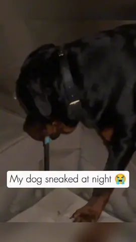 Funny and cute dogs compilation #funnydog #funnypet #cutedog #dogoftiktok #doglover #dog 