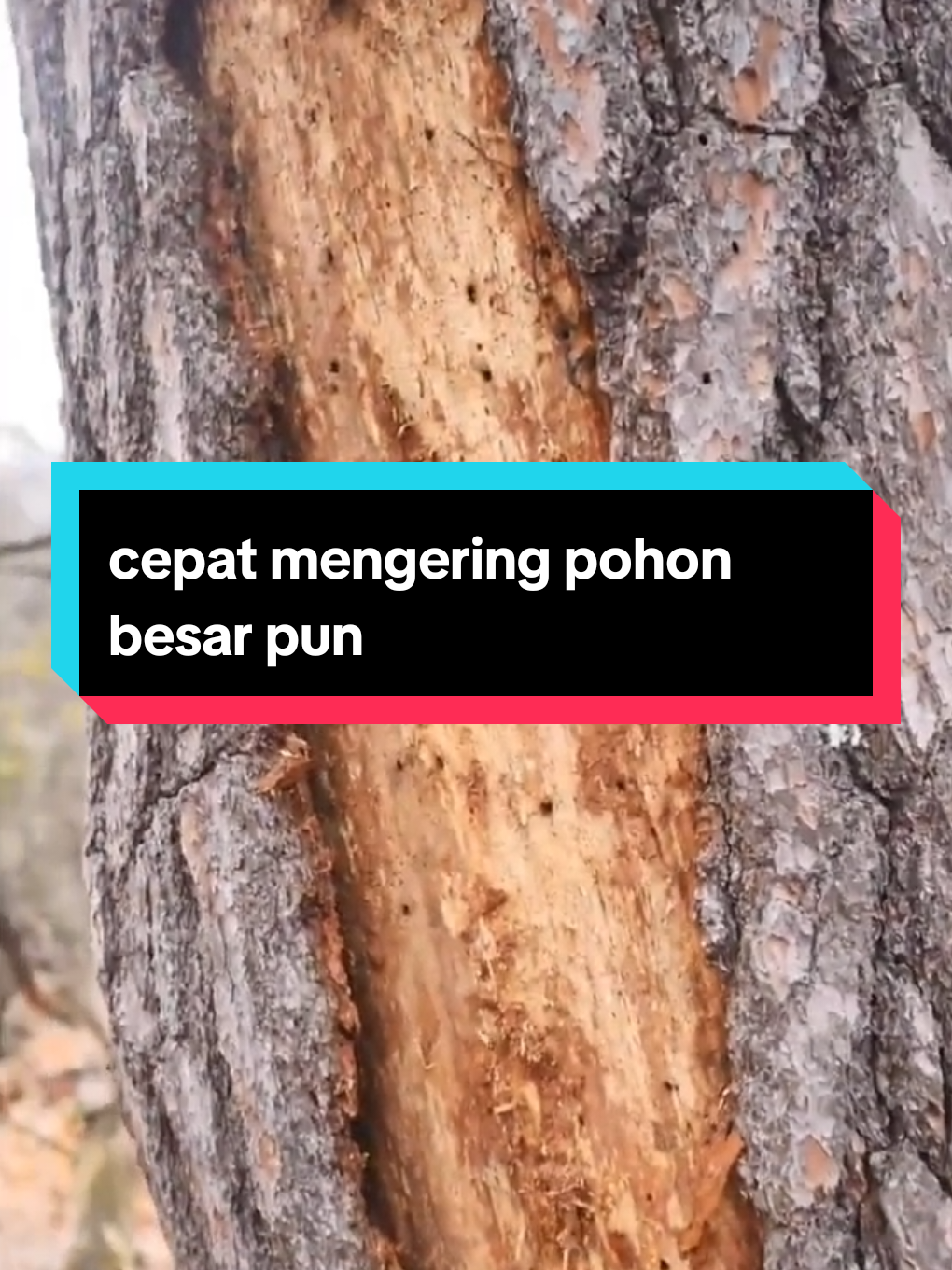 🌿❌ Basmi gulma hingga ke akarnya dengan Tree Killer Hexazinone! Efektif, tahan lama, dan siap menjaga lahan tetap bersih dari tanaman pengganggu. 🌱⚡ #HerbisidaKuat #TreeKiller #Hexazinone 