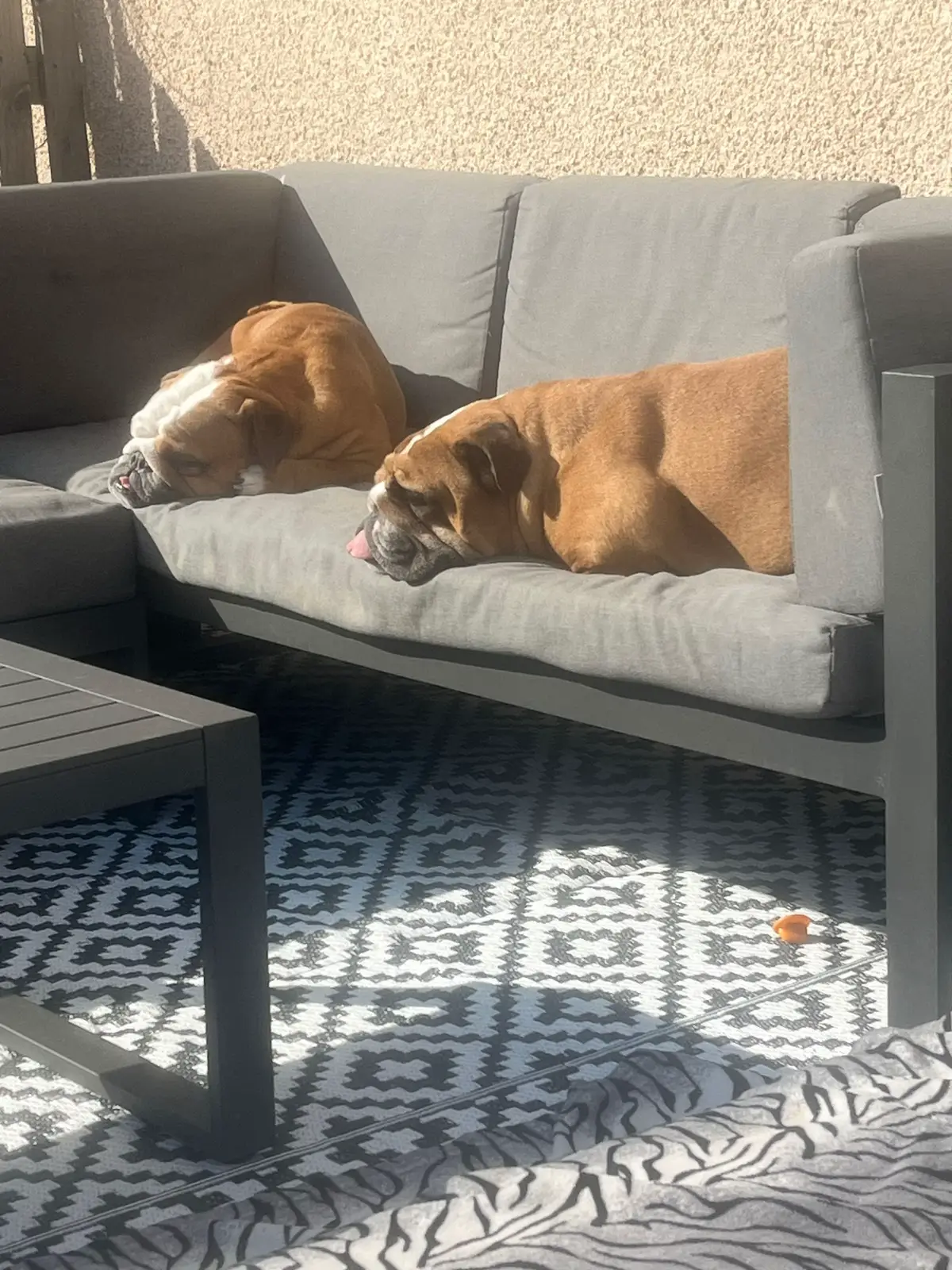 Happy as Larry basking in the sun the 3 😂  #digby  #mabel  #honeycat  #basking  #lovinglife 