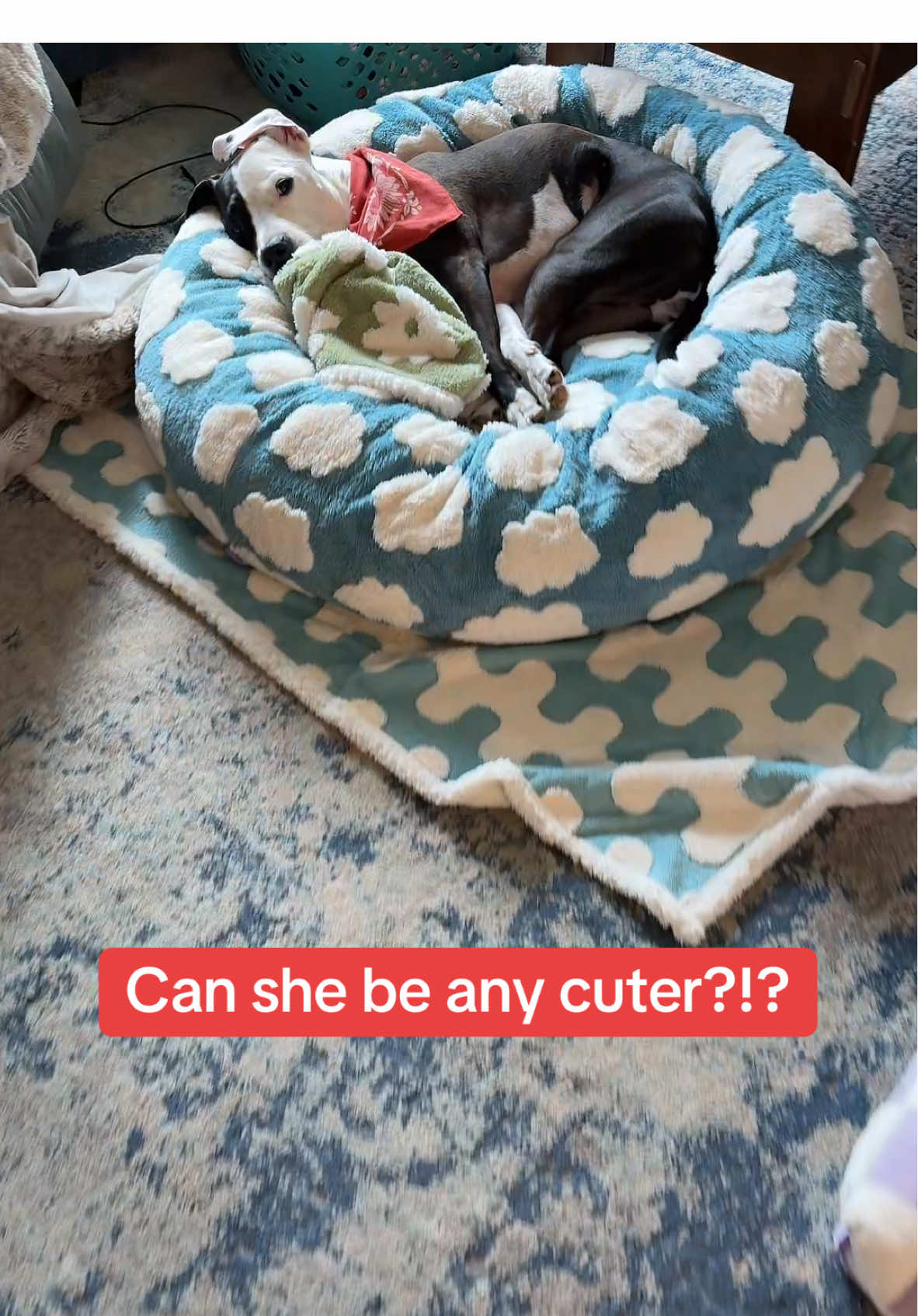 So glad we got her these beds and blanket! She’s become obsessed with them #lesurepet #dogbed #cutedog #waterproof #petaccessories #dog #dogsoftiktok #staffy #dogmom #tiktokshopspringglowup 