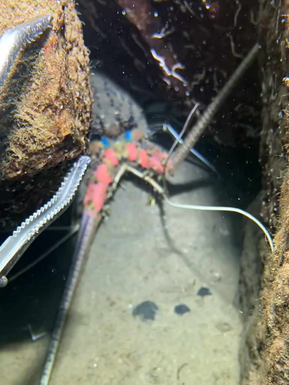 #diving #crab #catchthesea #seaside #seafood #fish #eel #lobster #seangsolofishing