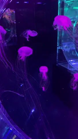 Ngắm mấy con sữa này + bài hát này thì quá chill 😘#CapCut #xhtiktok #fypシ゚ #xh #thuỷcung #nhạchaymỗingày #thuỷcunglotteworldhànội 