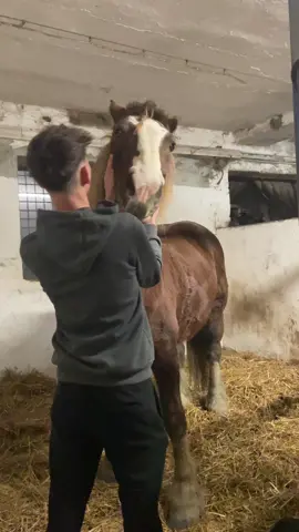 Sleduj muj ig vrátím vam follow ✅ ig v biu !! #horse #horsing #boy #fyp #horseboy #Love 