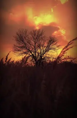 انت في قلوبنا يا ابا الحسن ♥️ #الدكتور_الشيخ_أحمد_الوائلي 