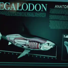 É C4rnif1cina 💀 #megatubarao #themeg #themegalodon #shark #megalodon #megalodonte #hbomax #action #foryoupage #fyp #edit 