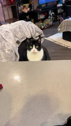 Chichi loves dancing for her rotisserie chicken 🥰# #cat #cattok #catsoftiktok #cute #dance #dancer #thisshitsgood #goodfoodvibes #goodfood#catlover #catsvideo #funnyvideos #funny #humor #homecooking #howmanyhashtagsdoineed #catsmoves #shithead 