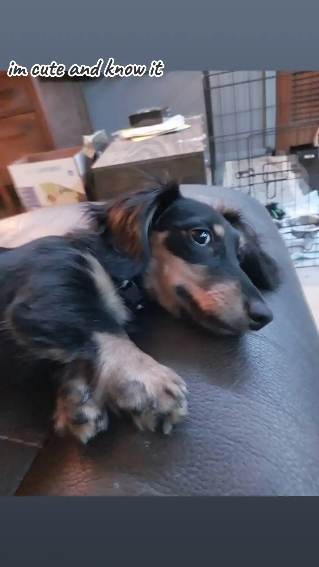 #fyppppppppppppppppppppppp #longhair #wienerdog #rocket #cutedog #dashhound #blackandtan 