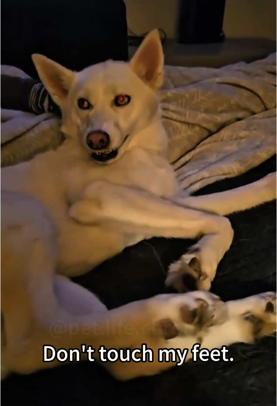 When touching your dog’s feet#dog #funny #cuteanimals #funny videos😂 #dogsoftiktok 