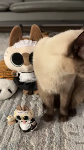 菲佣宝宝们来啦，快开门 #暹罗猫 #菲佣宝宝们来啦 #暹罗宝宝 #萌宠 #我家宠物好可爱 #小豆泥