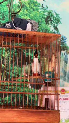 Tiếng ché uy lực của hắn! Ở nhà ko có con nào dám chống lại haizzzz#chaomaosongkon #xuhuong 