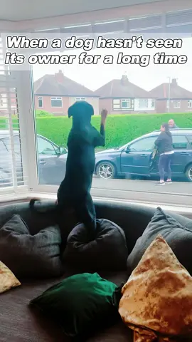 When a dog hasn’t seen its owner for a long time #dog #dogs #doglover #viralvideo #tikto #funnyvideo #fyp #voiceover #foryou #dogtiktok #dogreaction #dogsoftiktok #VoiceEffects  #usa🇺🇸 