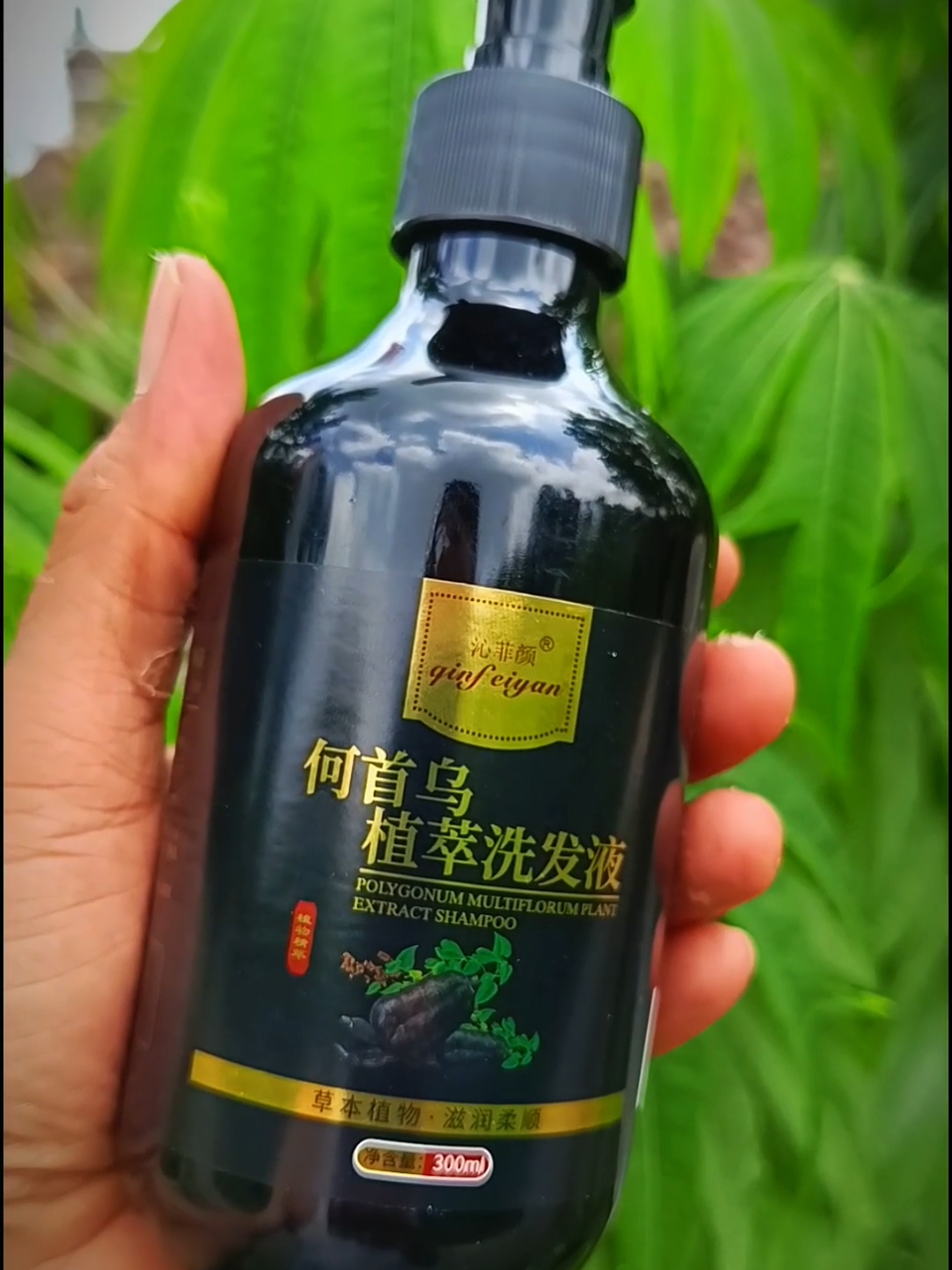 Shampoo Black Herbal Natural dengan formula Polygonum Multiflorum Shine Activ-Infusion! #penghitamrambut  #shampourangaring  #uban #rambut 