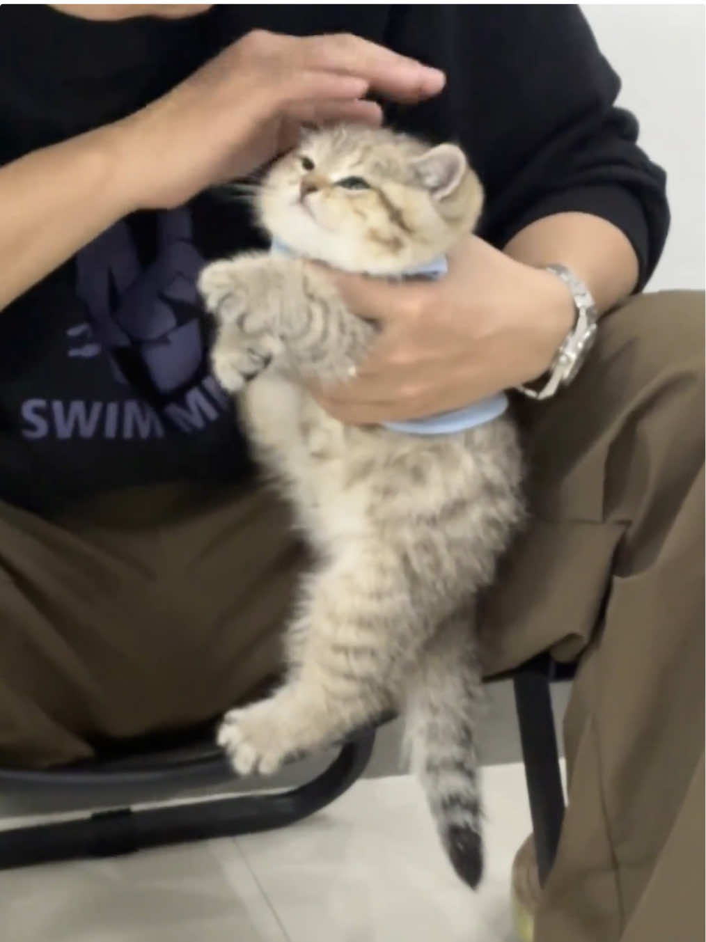 So cute😊#kitten #cat 