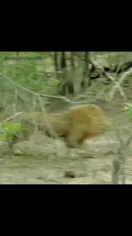 #animalsplanet #lion #fight #nature #animals #viral #fyp 