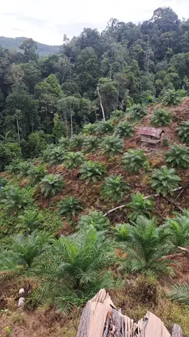 sawit tbm#ppkssimalungun#racungulma#lahanperbukitan#