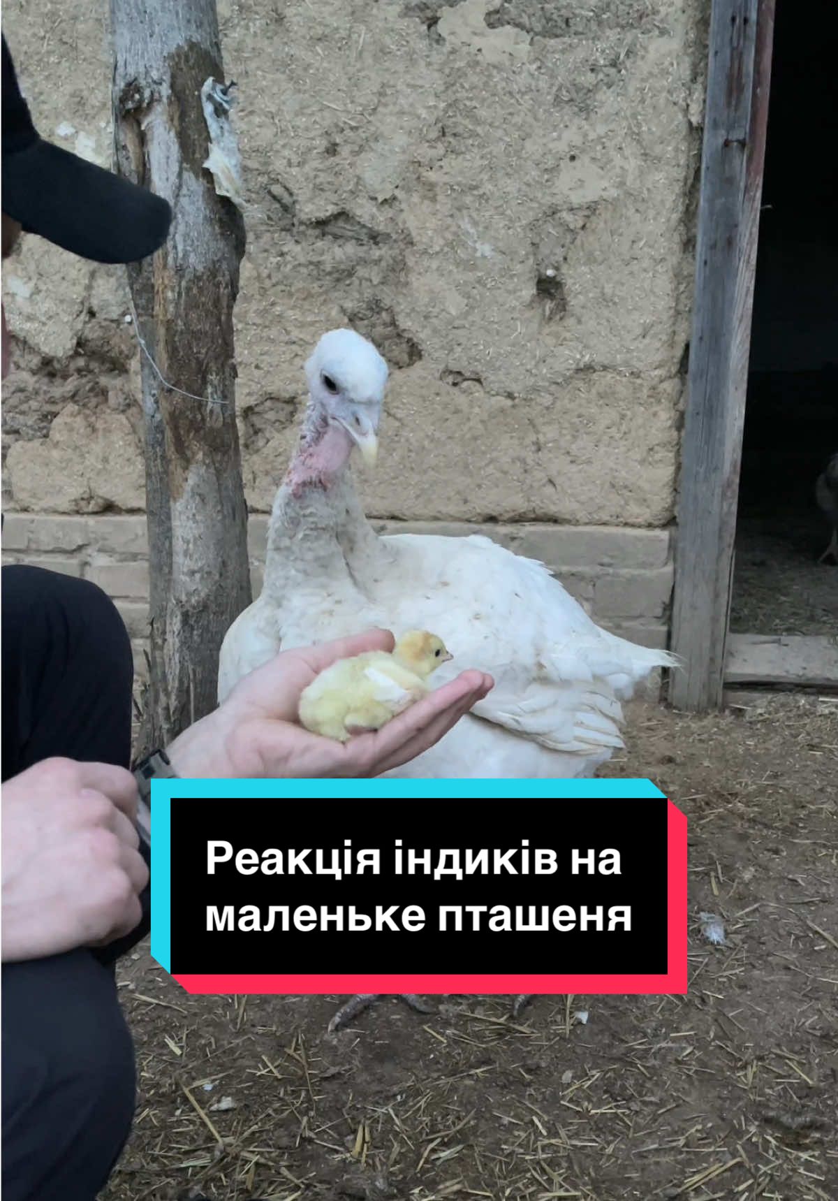 #гайсин💙💛 #черкес #сімейнежиття #домашнєгосподарство #індики #аям 