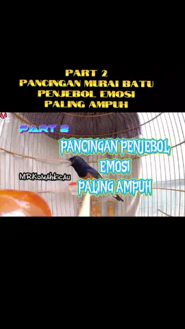 PART 2 Pancingan murai batu penjebol emosi paling ampuh, paling jitu 100%++ auto langsung  gacor bongkar