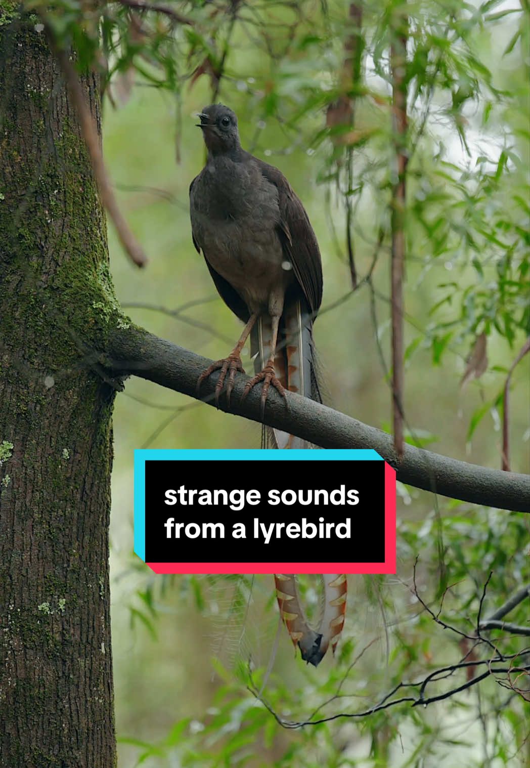 Some unhinged mimicry from a lyrebird this morning. He was yapping for about 10 minutes but here’s my favourite bits 🗣️ #lyrebird #mimicry #bird #birdsong 