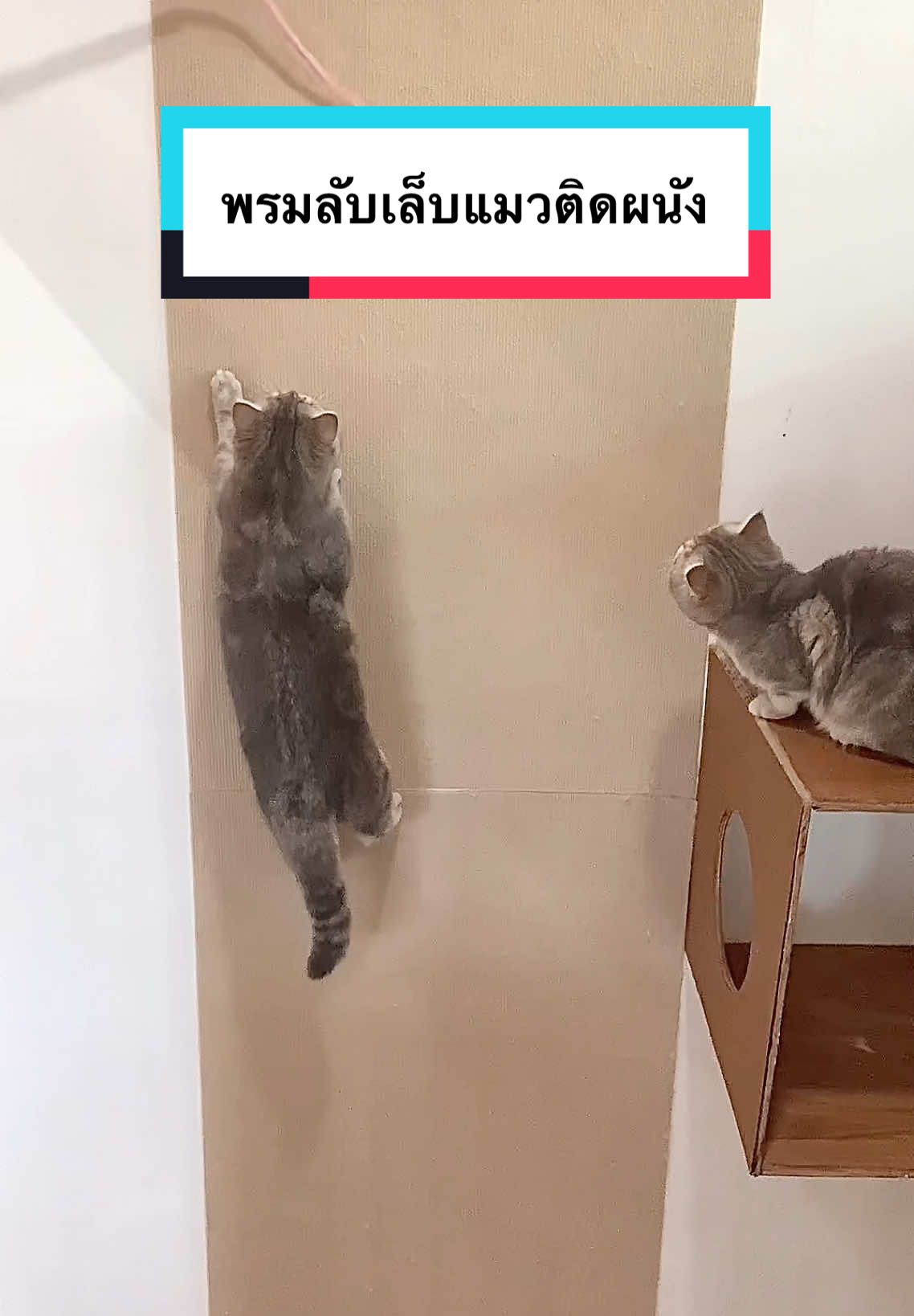 พรมลับเล็บติดผนัง #พรมลับเล็บแมวติดผนัง #พรมลับเล็บแมว #พรมลับเล็บแมวมีกาว #ของเล่นแมว #ทาสแมว #แมว #cat #tiktokป้ายยา #tiktokshopครีเอเตอร์ #tiktokshopช้อปนําเทรนด์ #ttsเลเวลอัป #foryourpage 