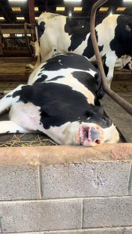 That Friday feeling! 😴🤣 #tookanap #holsteinheifer #sleepycows #dairycows #britishfarming🇬🇧 #cowlover #lovemyjob #holsteincows🐄🐄🐄 #sleepingonthejob #thatfridayfeeling