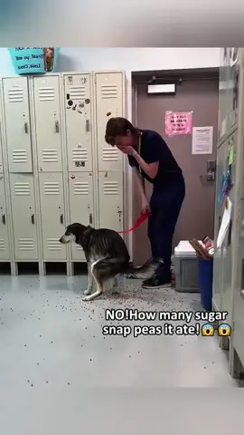 Funny dog #funnyvideos #pet #foryou #dog 