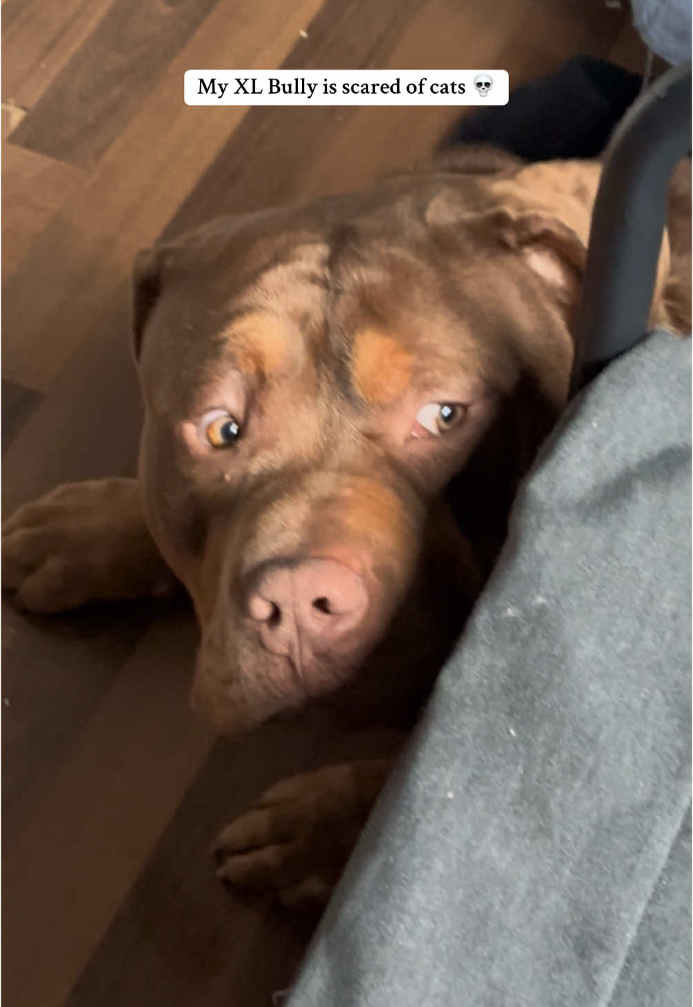 He doesn’t even know what to do 🤣 #xlbully #americanbully #ireland #bestdog #dogsoftiktok #fyp #irish #tik_tok 