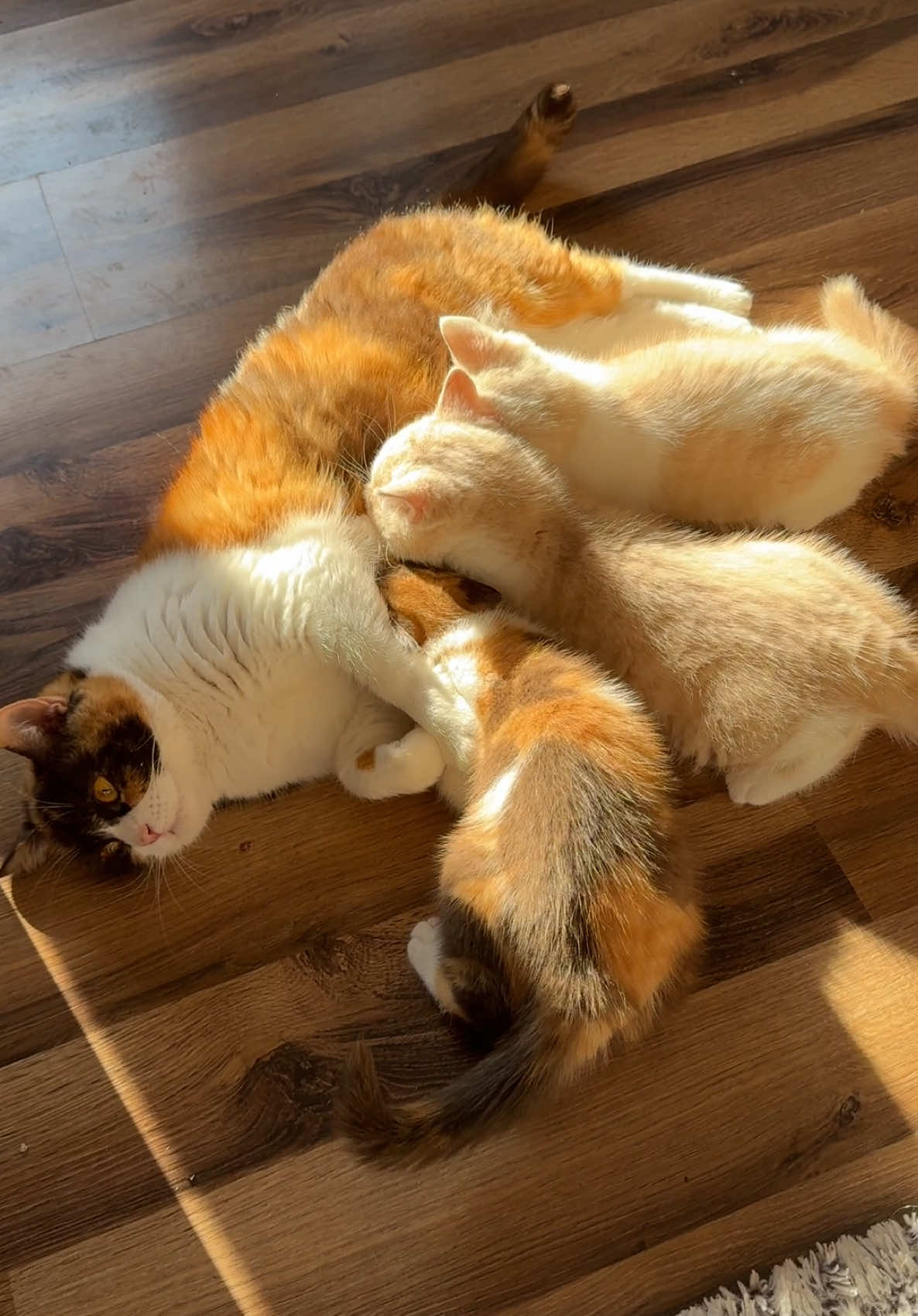 Fiona ze swoimi kociakami 🥰 #britishkittens #cat #kitten #cattery #britishsweets #kotbrytyjski #kotki #slodkiekotkipl #brytyjskikotkrótkowłosy #britishshorthair 