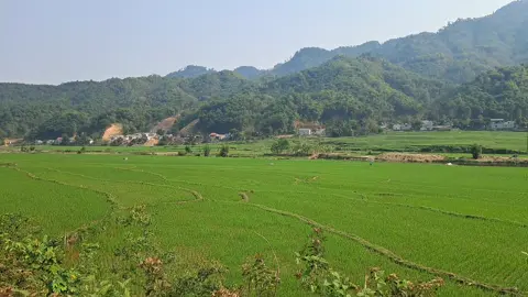 Đồng ruộng quê tôi.. #timyeu1994 