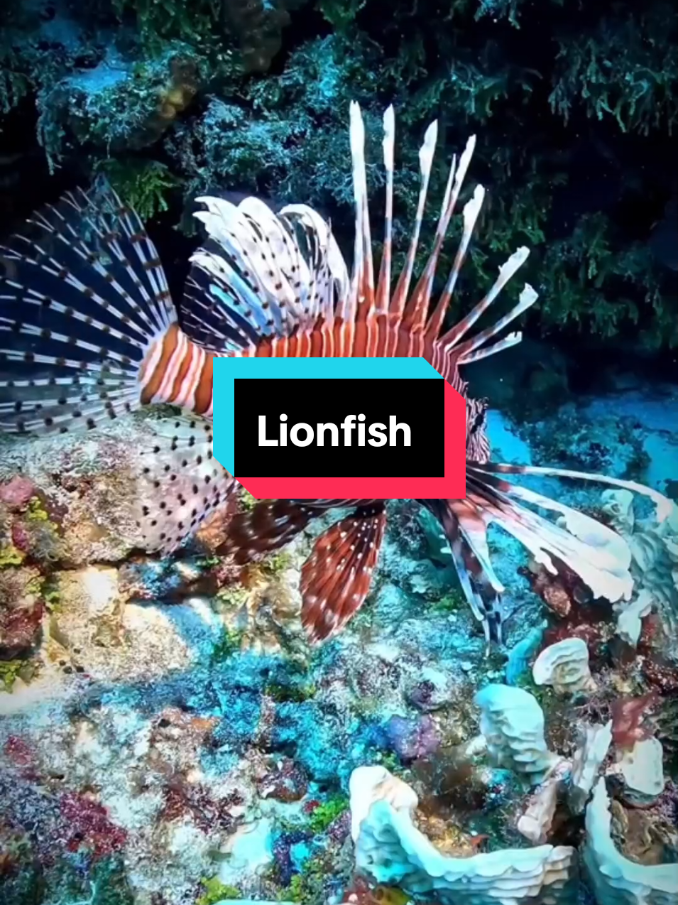 Lionfish, Si Predator Laut yang Mematikan! #fyp #fypシ゚viral #faktaunik #lionfights #ikansinga 