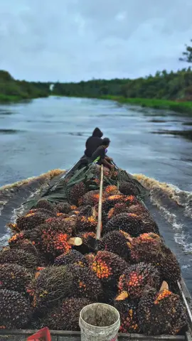 borhat Hita 🚀 #fyp #xcyzba #lagubatak #sawit 