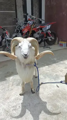 #CapCut #mata dewa#fyp