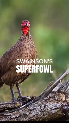 swainson's superfowl #swainsonssuperfowl #superfowl #birds #bird #birdsinging #kicaumania #burung #fyp 