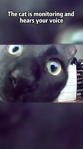 Cat stares at security camera when it hears owners voice through it 👀#foryou #fpy #funny #cat #pet #cats #catsoftiktok #catlover #funnycat 
