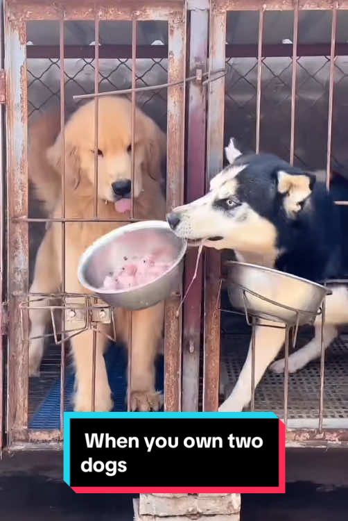 When you own two dogs #dog #funnydog #dogsoftiktok #pet #fyp #funnyvideo 