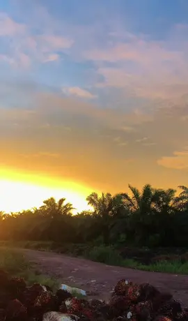 Bonus tiap kali pulang kerja🌄#sunsetkebunsawit #petanisawit🌴 #kalimantanbarat 