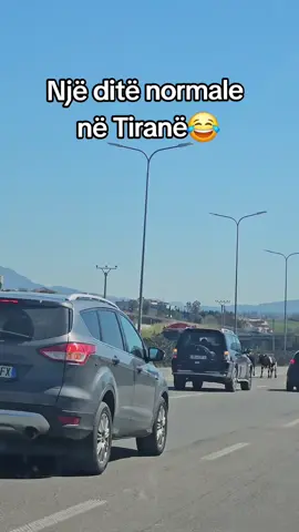 Ruhemi nga trafiku i makinave,behet trafik kafshesh😂#tirane #funny #gallate #ujkushijakut #fyp #foryou #viralvideo #support 