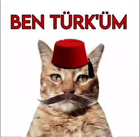 Birinin bunu tiktoka getirmesi gerekiyordu. Leblebi'yle bu görevi üstlendik.🤭😁 TÜRKİYE İÇİİNNN🇹🇷🐺🐺 İki gün uğraşın sonunda başardıkk. İyi seyirler🩷😺 #keşfett #fyp #fypp #keşfetbeniöneçıkar #catlover #cat #kedi #catvideo #akım #Türkiyeiçin 