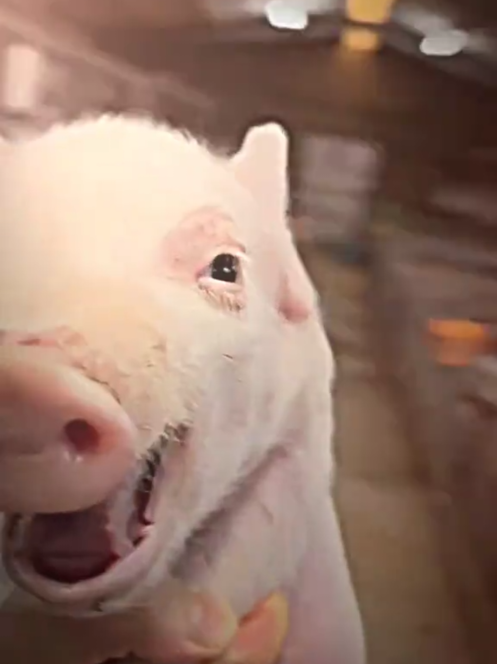 nice pig launging 😂😂🫶#fyp #fypシ゚ #meme #piggy #fannyvideo #alightmotion_edit #viral #fyppppppppppppppppppppppp #fanny #trending 