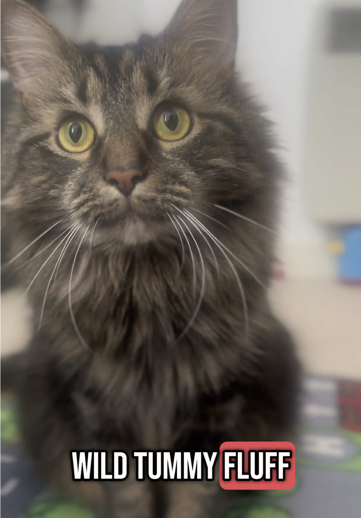 “ Wild “ Tummy Flufffff 🐈‍⬛  #catsoftiktok #cutecat #cats #catpost #catvideo #catlover #cattok #fluffycat #fluffy #fyp #foryouu #foryoupagе #pets 