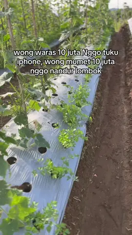 mulai tanam cabai #petanimuda #petaniindonesia🇮🇩🇮🇩🇮🇩🌿🌿 #petanimilenial #petanicabai 