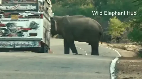 Part 01 | Sri Lanka Bus Driving🐘🇱🇰 #foryou #foryoupage #fyypppppppppp #viralvideo #trend #srilanka #eliphantattack #fyyppp 