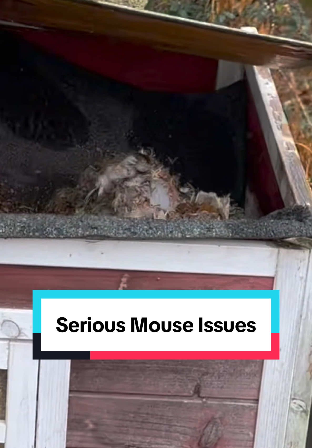 We gotta problem #mouse #mousetrap