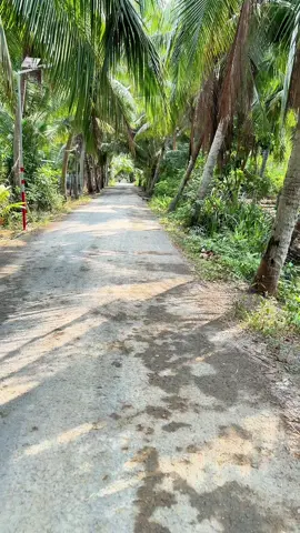 #nhachaymoingay #quehuongbentre71 #🌴🌴🌴🌴🌴🌴🌴🌴🌴 #nhachay #lang anh làng em